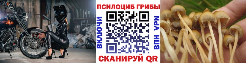 гидра зеркало  цена   Болотное  Псилоцибиновые грибы Magic Shrooms 